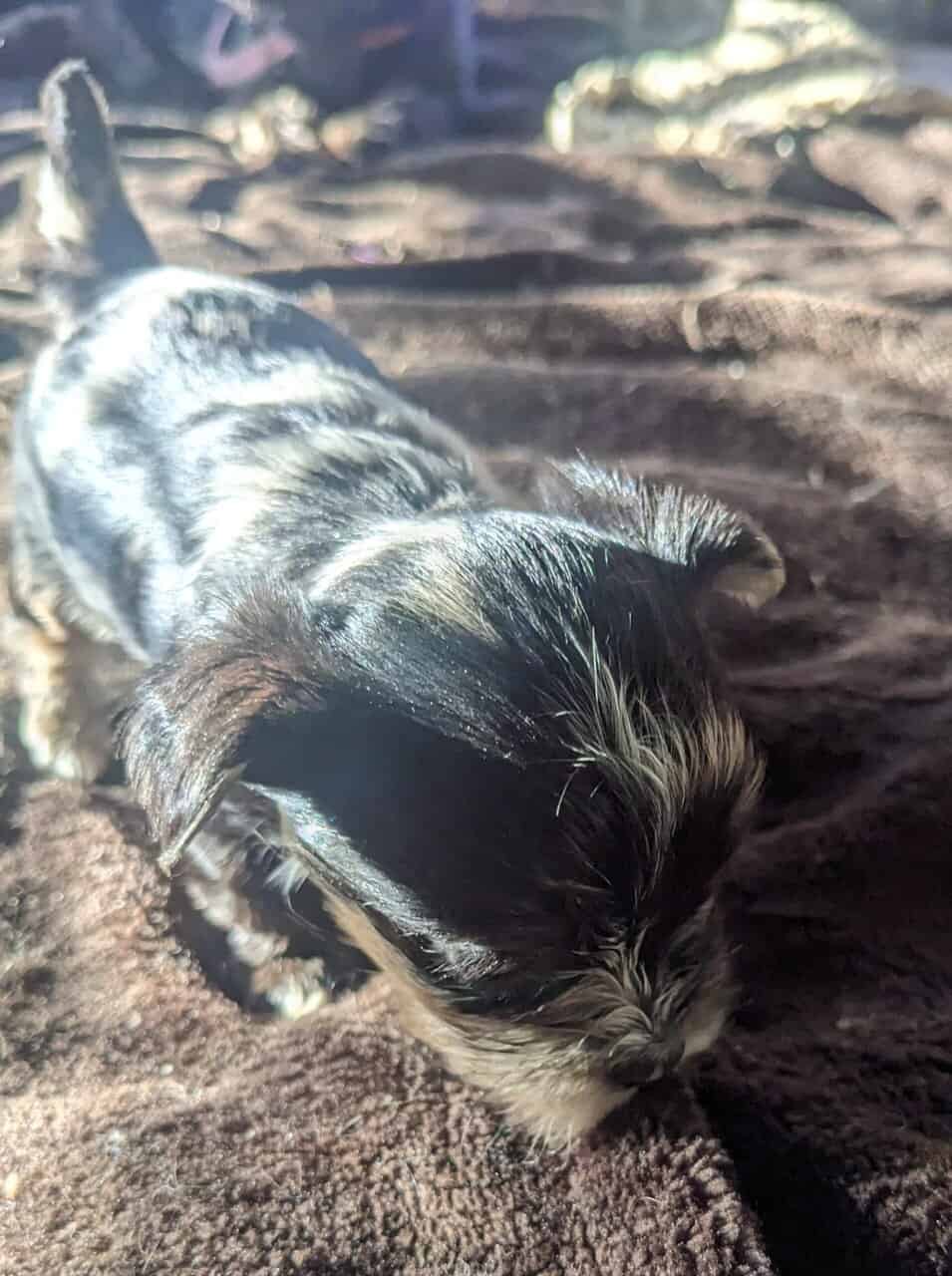 Tiny Teacup Yorkie Puppies image 5