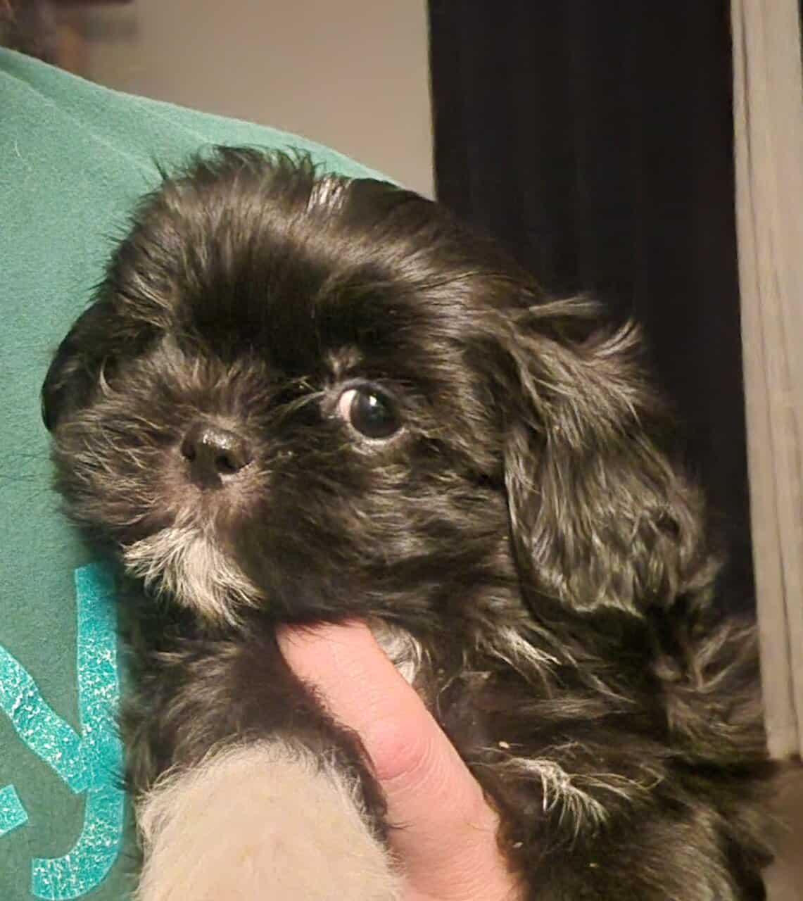 AKC Shih Tzus image 3