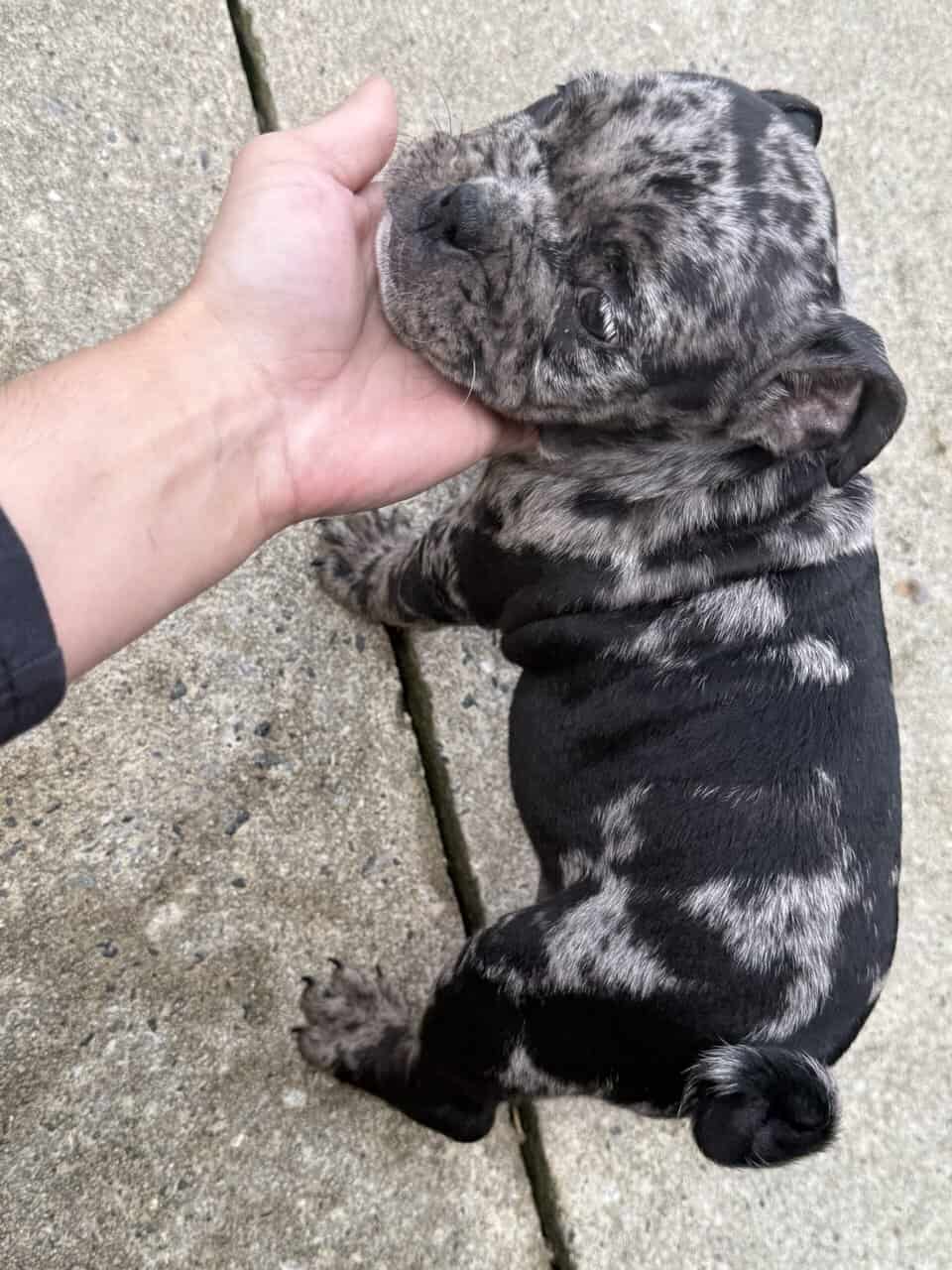 American bully x English Bulldog mix image 2