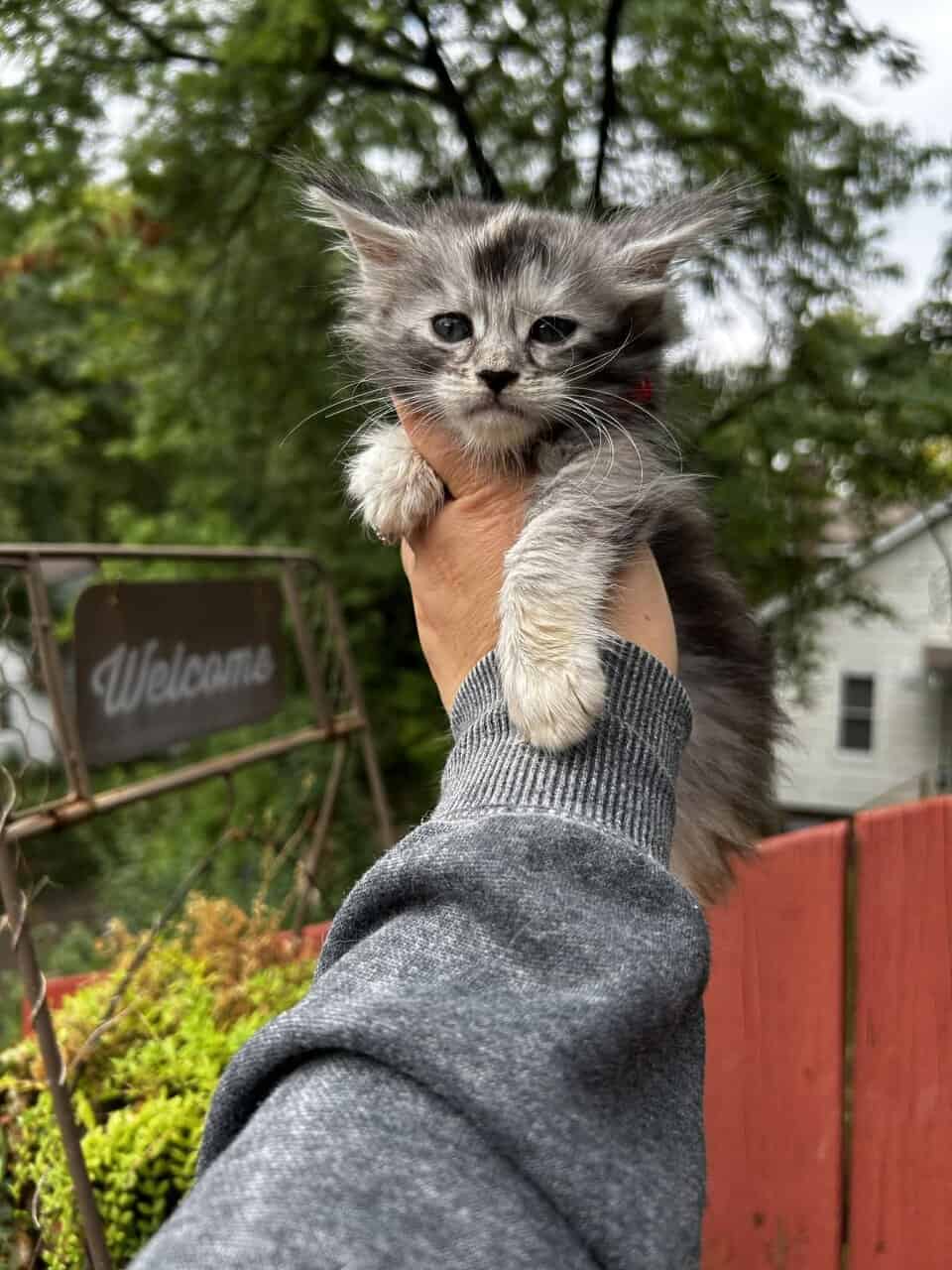 Maine Coon Kittens (Full Moon MCC) image 4