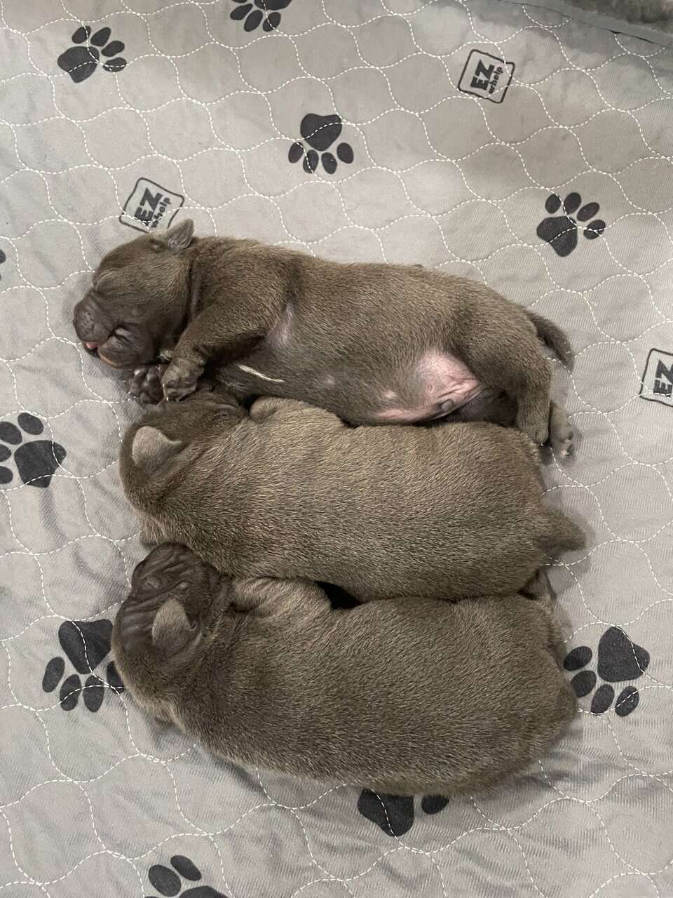 Staffordshire Bull Terrier Puppies For Sale image 4