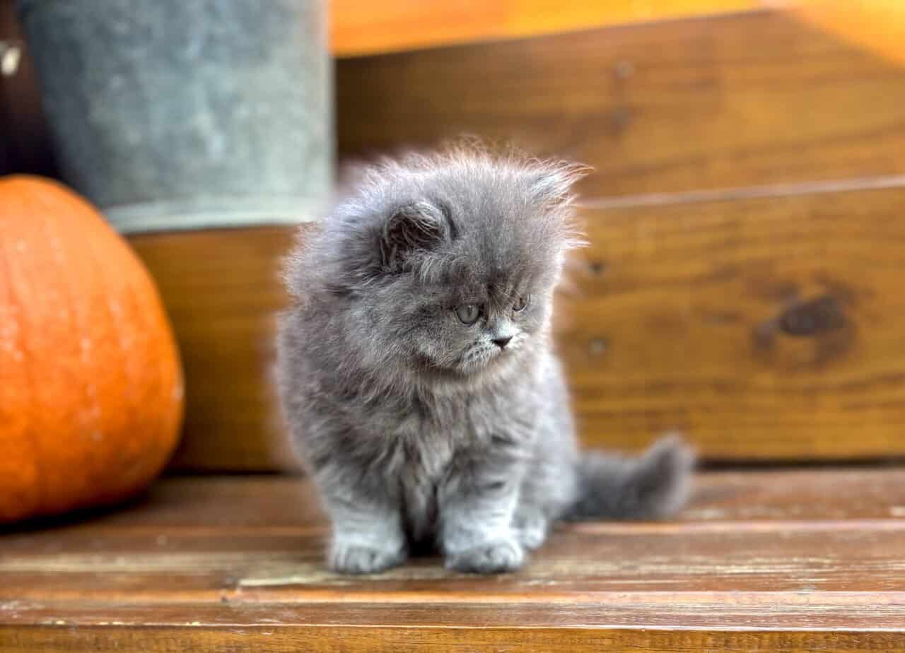 Persian Kittens image 4