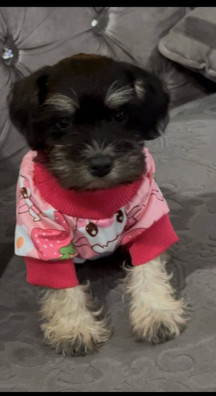 Mini Schnauzer AKC 8 weeks old image 1