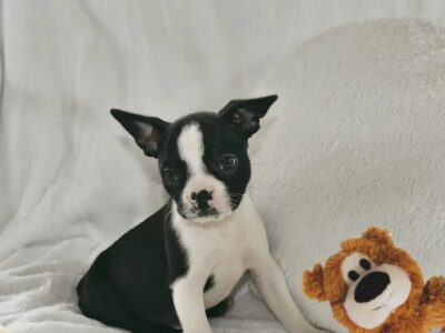 Reni the Boston