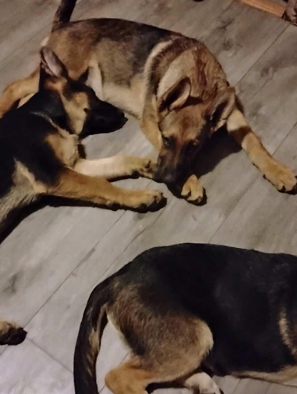 German Sheppard puppies for sale image 1
