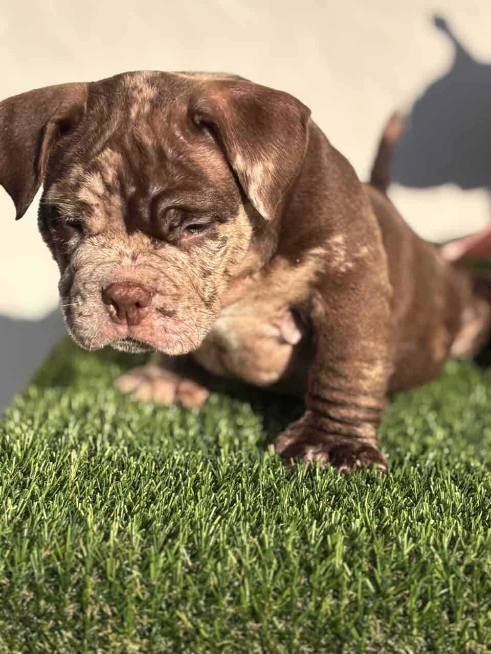 Mirco Exotic Bullies image 3