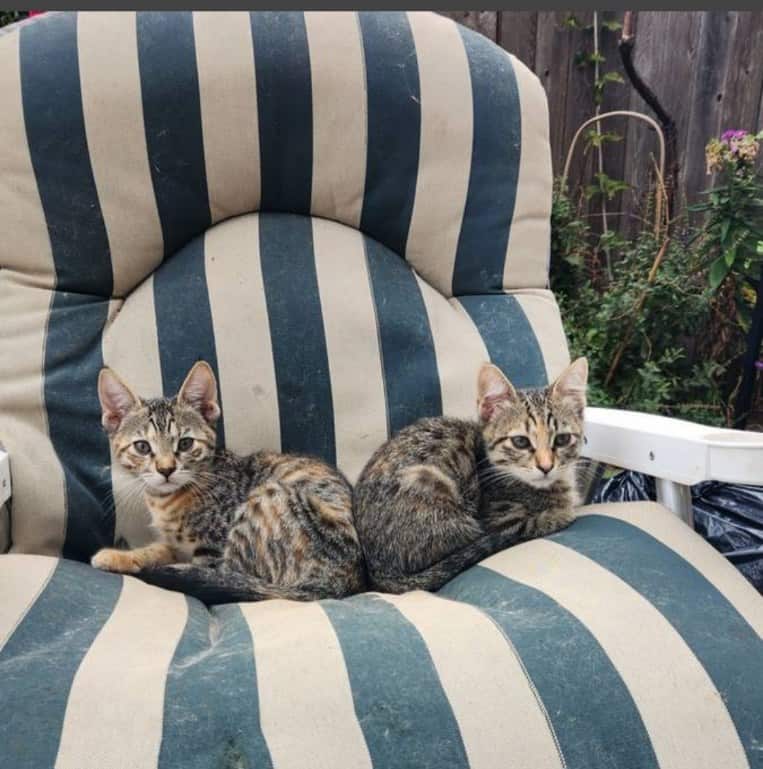 Kittens image 6