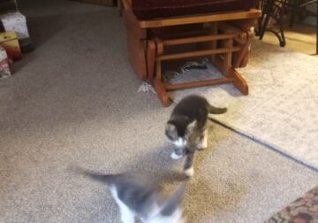 brother sister cat one is the runt of the litter.