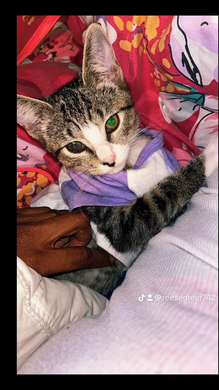 Loveing shy cat image 3