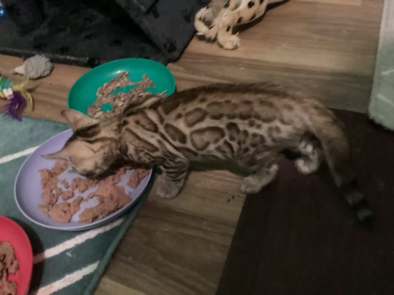 Purrr-n’s Wild Kingdom Exotic. YKittens image 13