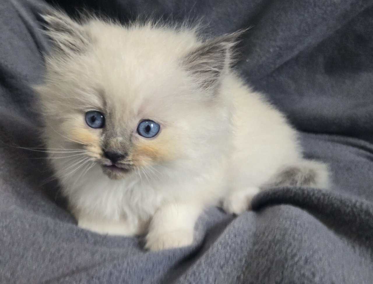 Ragdoll kittens image 8