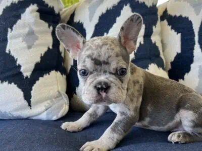 ‘Jowls’ Male grey Merle Frenchie