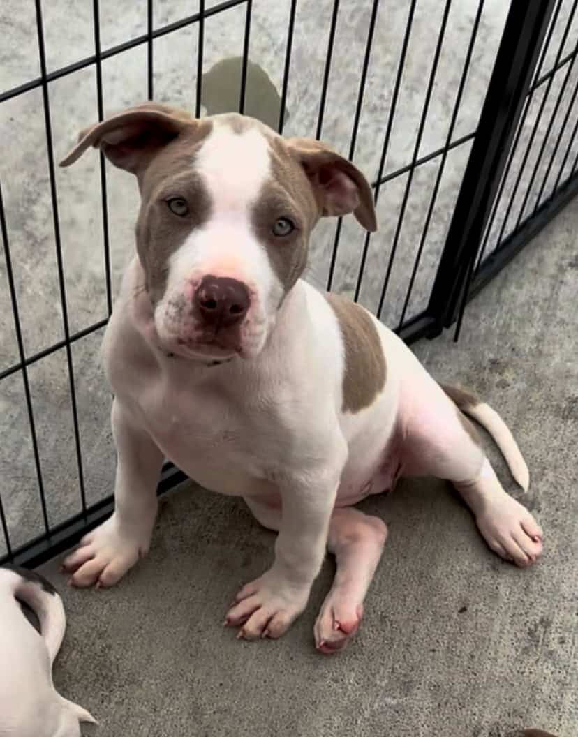 XL Pitbull puppies available image 2