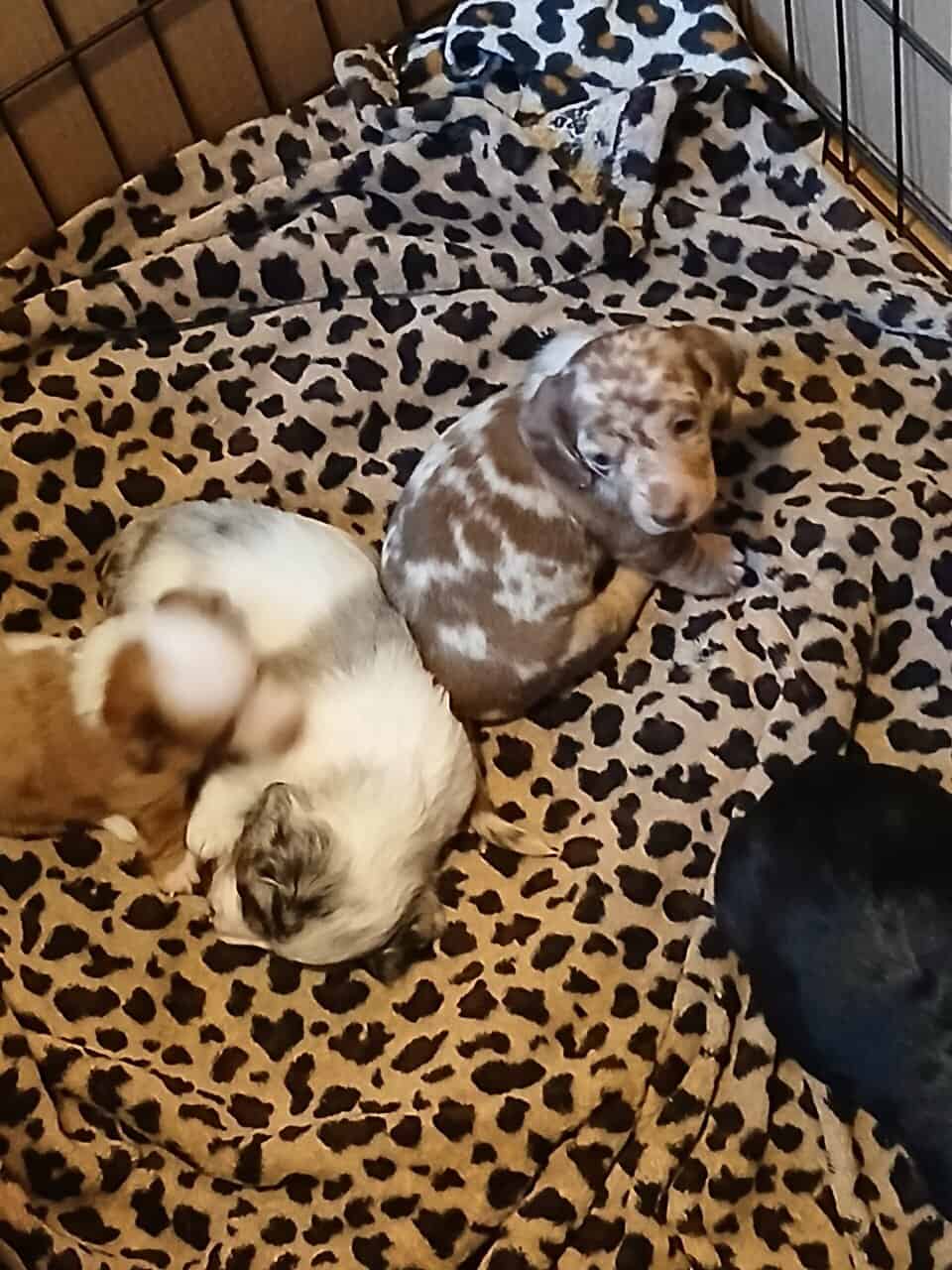 Dachshund puppies image 3