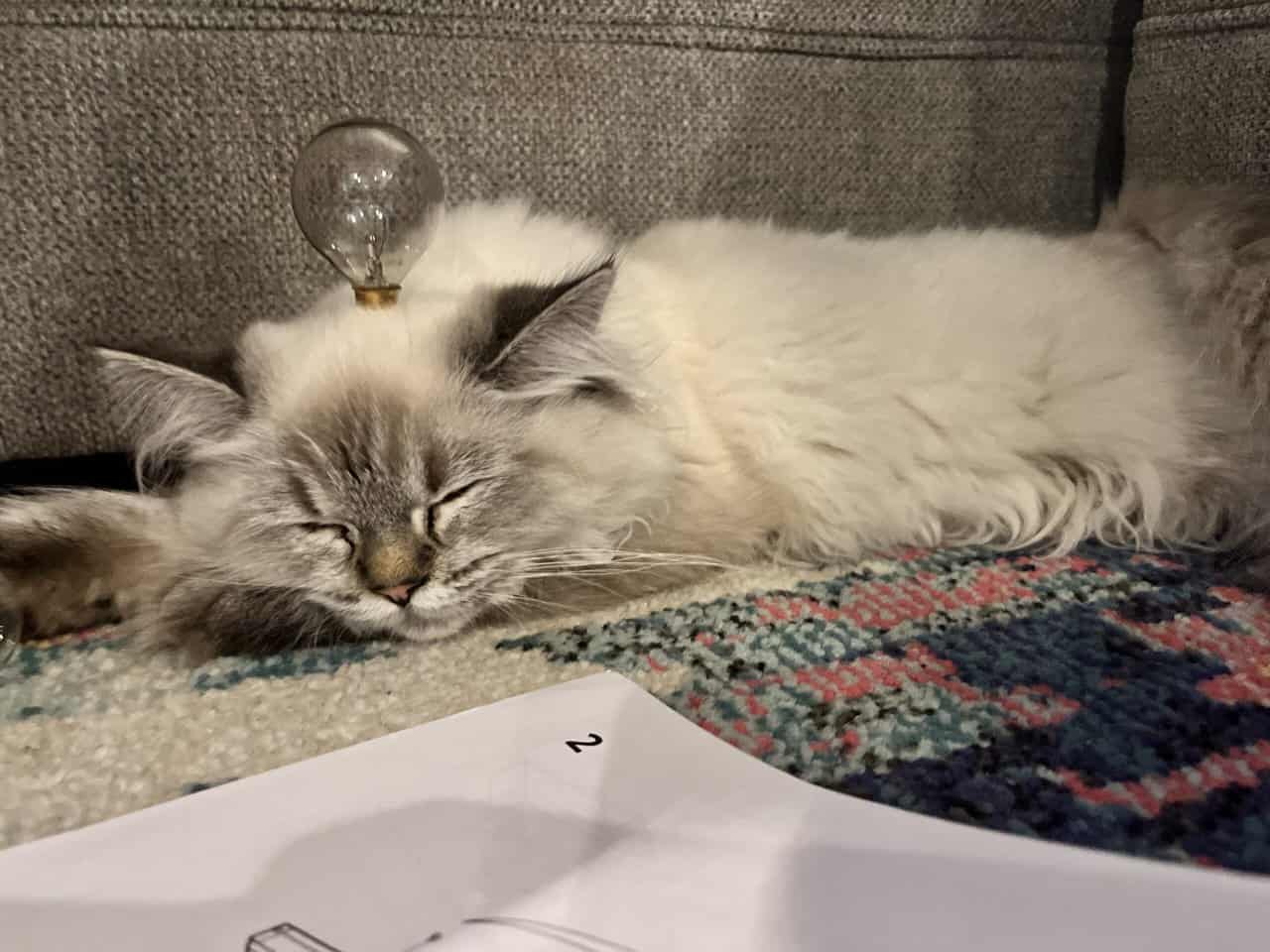 Vanilla is a Seal Point Himalayan Cat 1.5 Yrs Old image 10