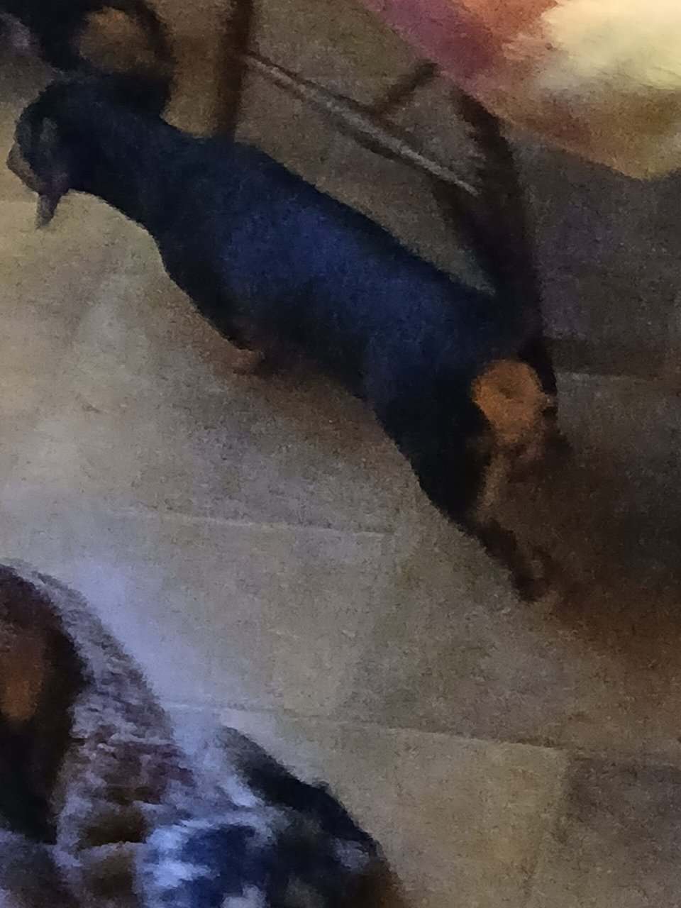 Dachshund puppies image 19