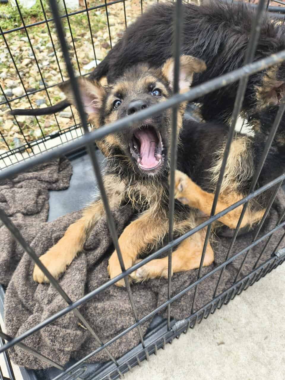 Vaccinated German shepherd puppies image 2