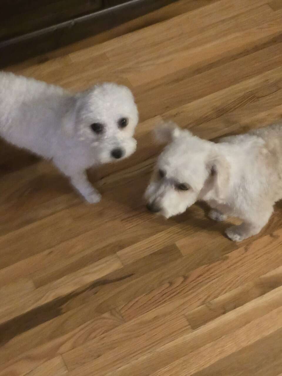 8 month old female Maltipoo image 1
