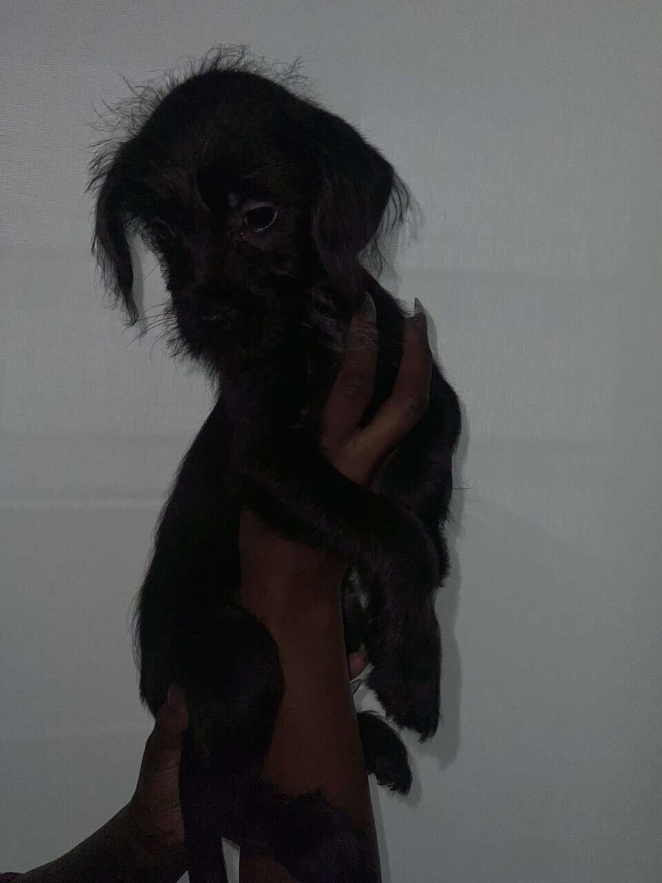 Say hello to Onyx image 2