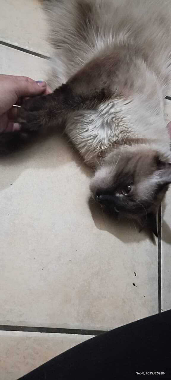 Year old Siamese male needs home ASAP image 3