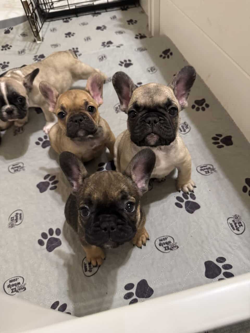 French Bulldog puppies image 11