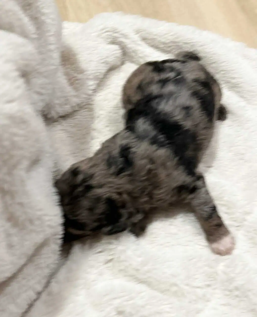 Mini Blue Merle Cavapoo Pups | PetClassifieds.com