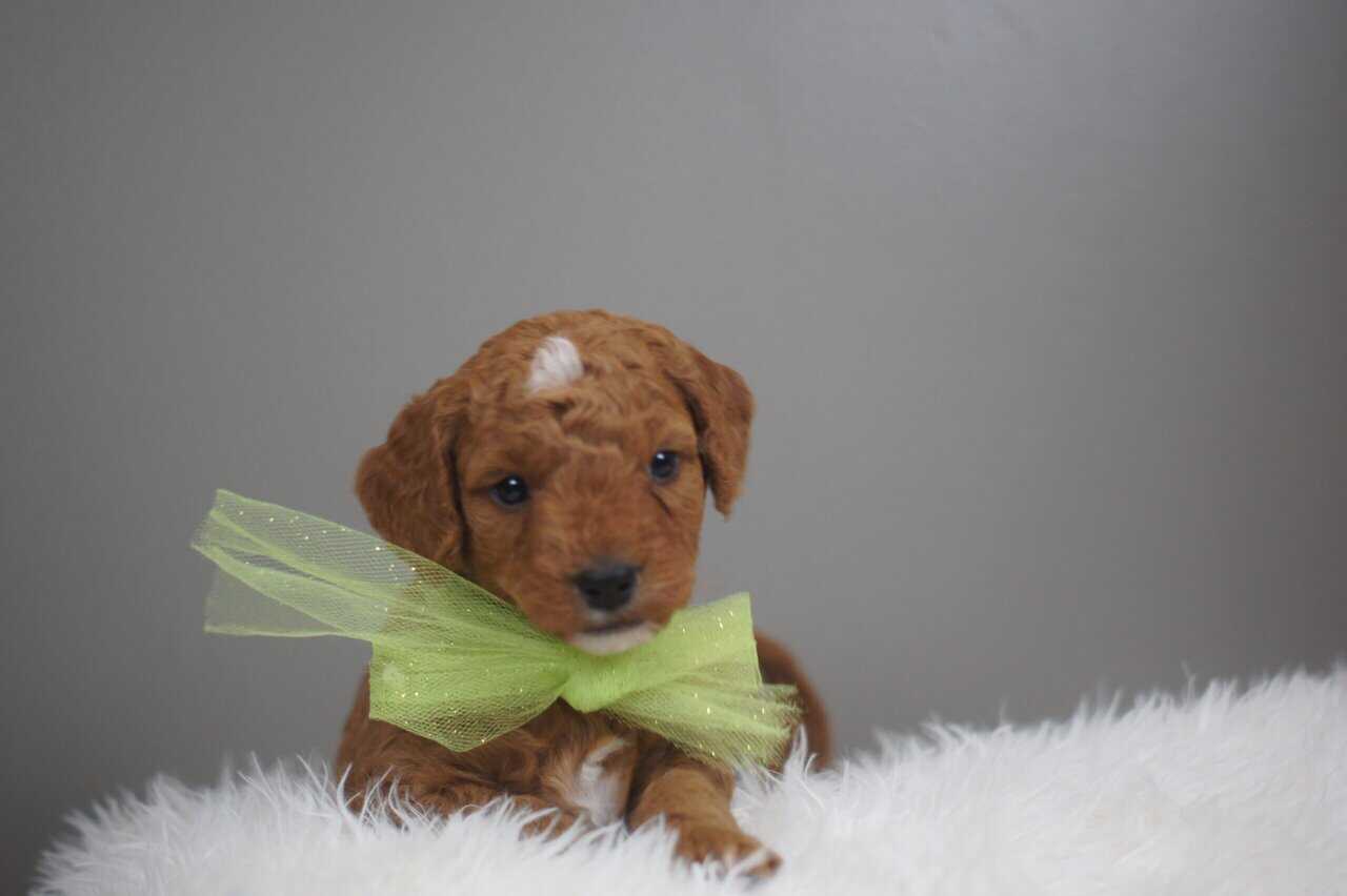 F1b Mini Goldendoodle image 3