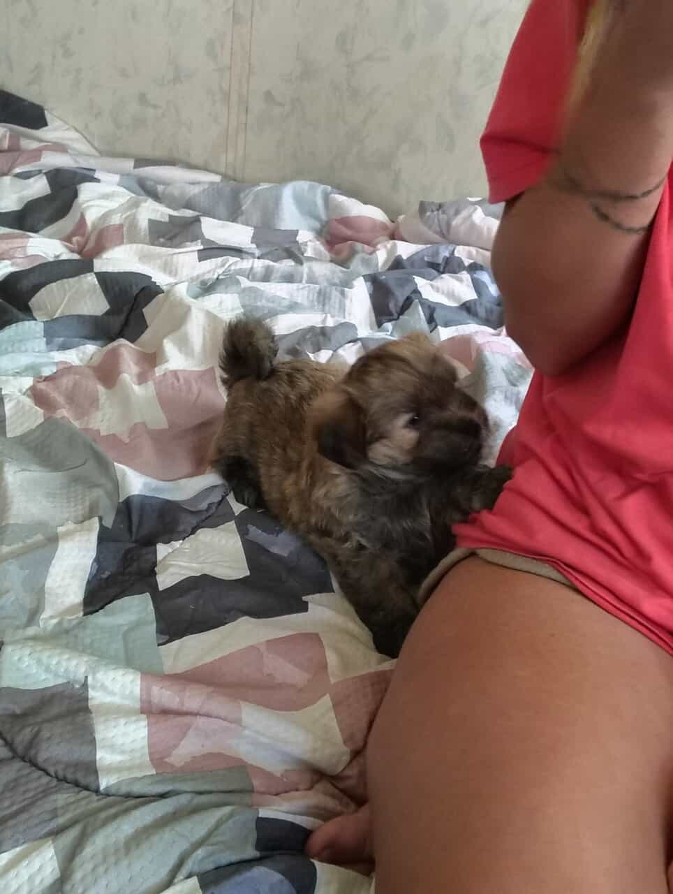 Puppies image 5