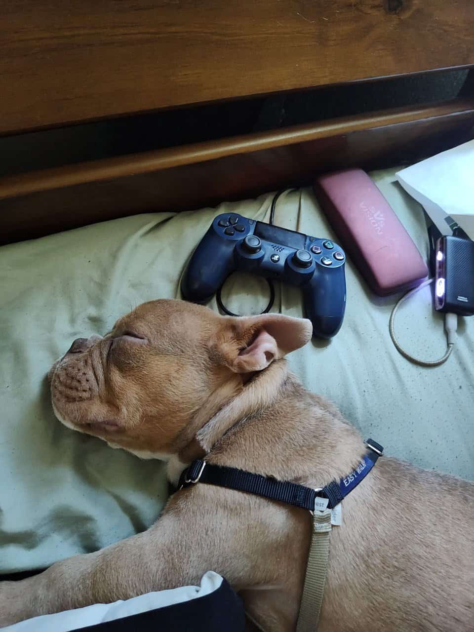 tri colored pocket bully image 3