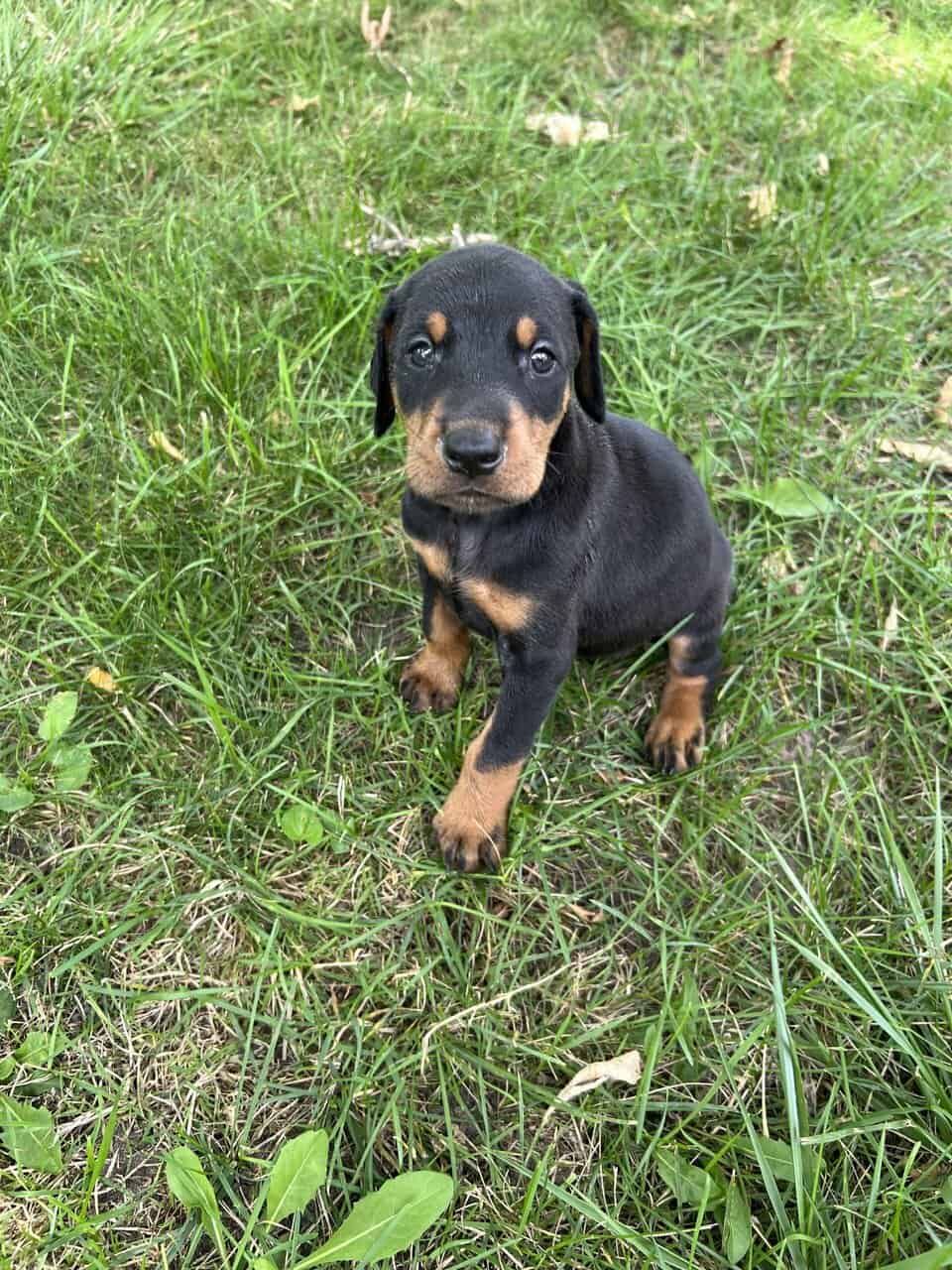 Doberman Pups image 4