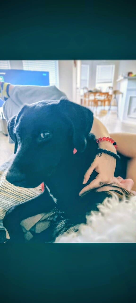 Black Lab Puppy image 1