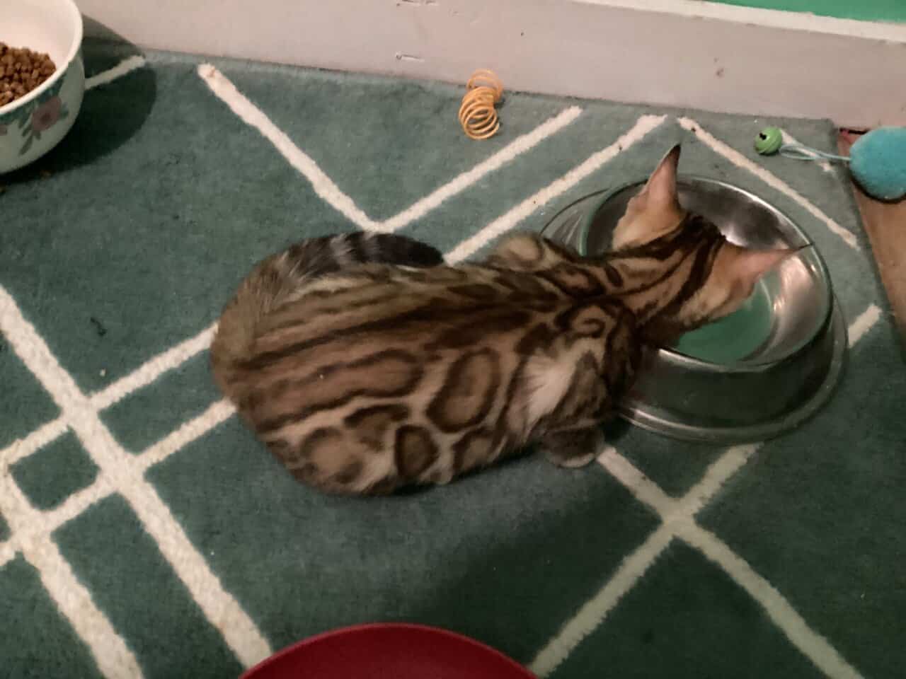 Purrr-n’s Wild Kingdom Exotic. YKittens image 14