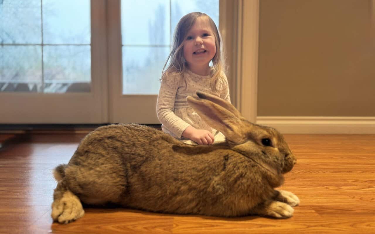 Flemish Giant Rabbits image 2
