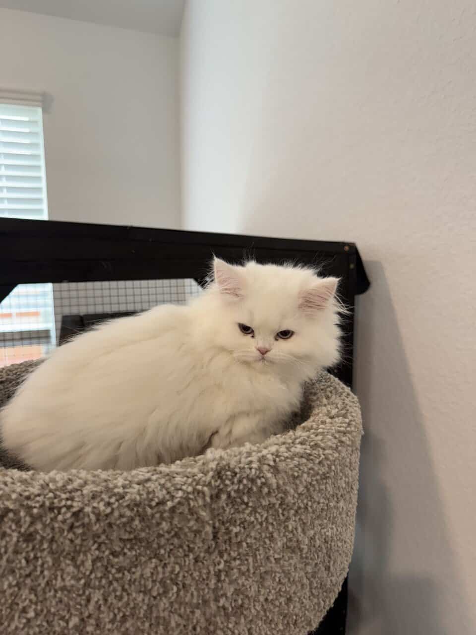 Persian Dollface image 7