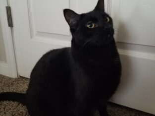 Black cat for rehoming