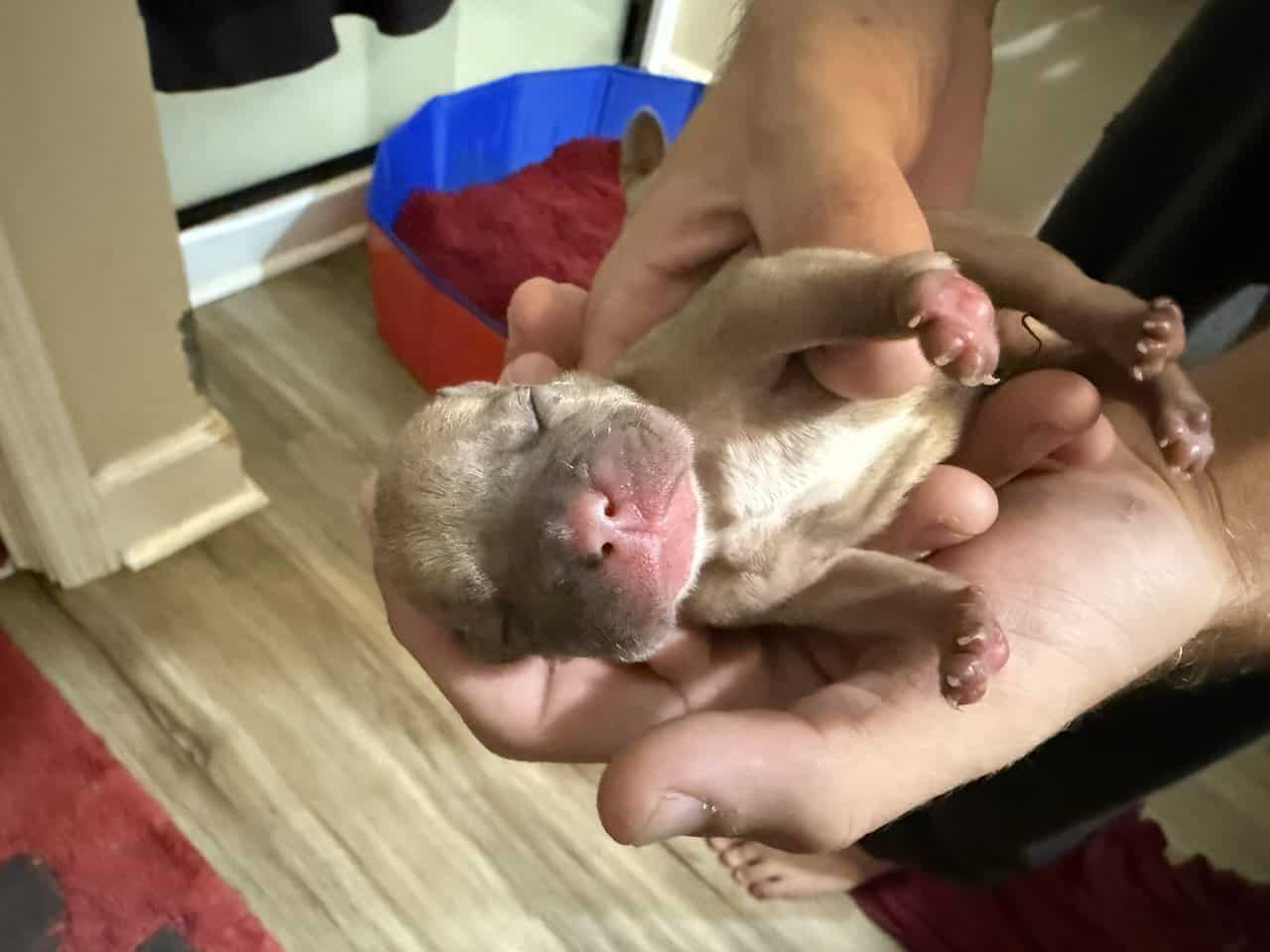 French bulldog babies image 18