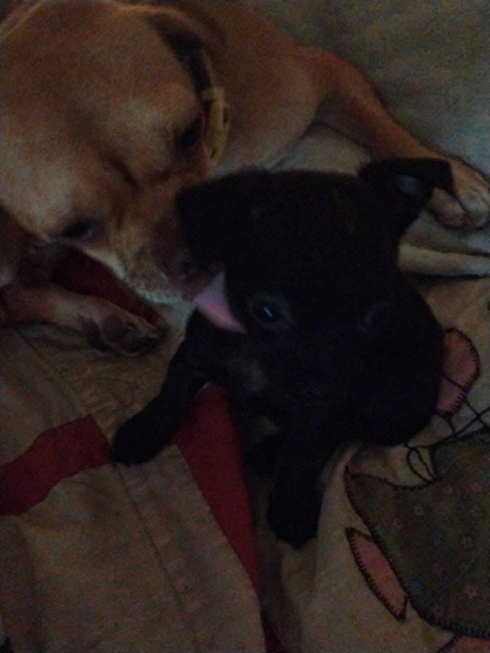 Pug/Chiweenie image 3