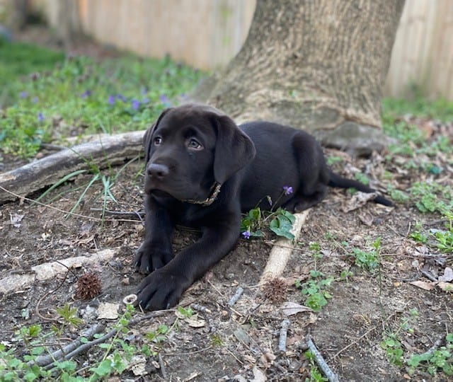 AKC LABS image 1