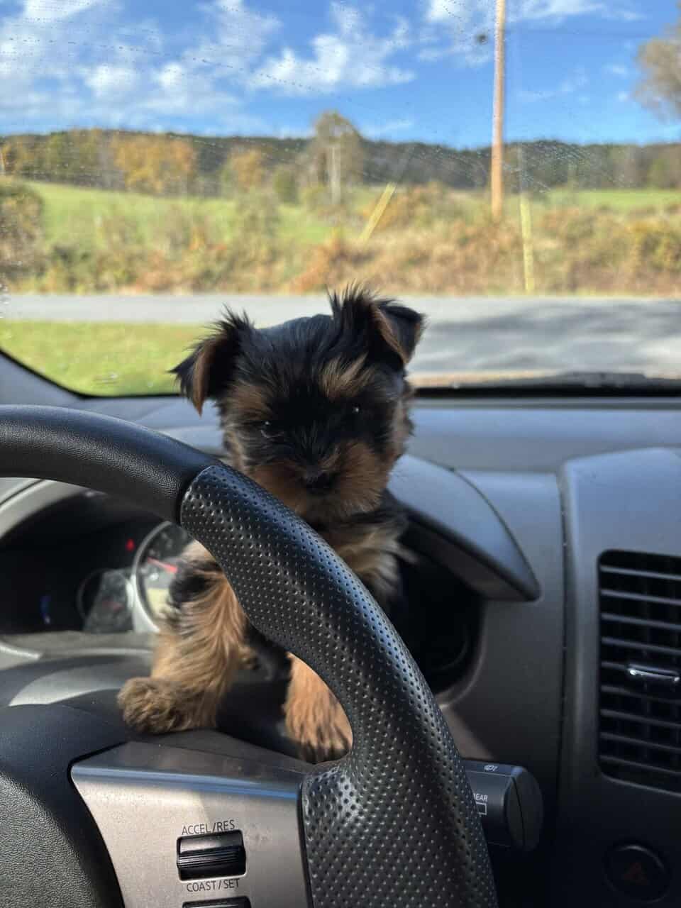 Pure bred Yorkshire Terriers image 6