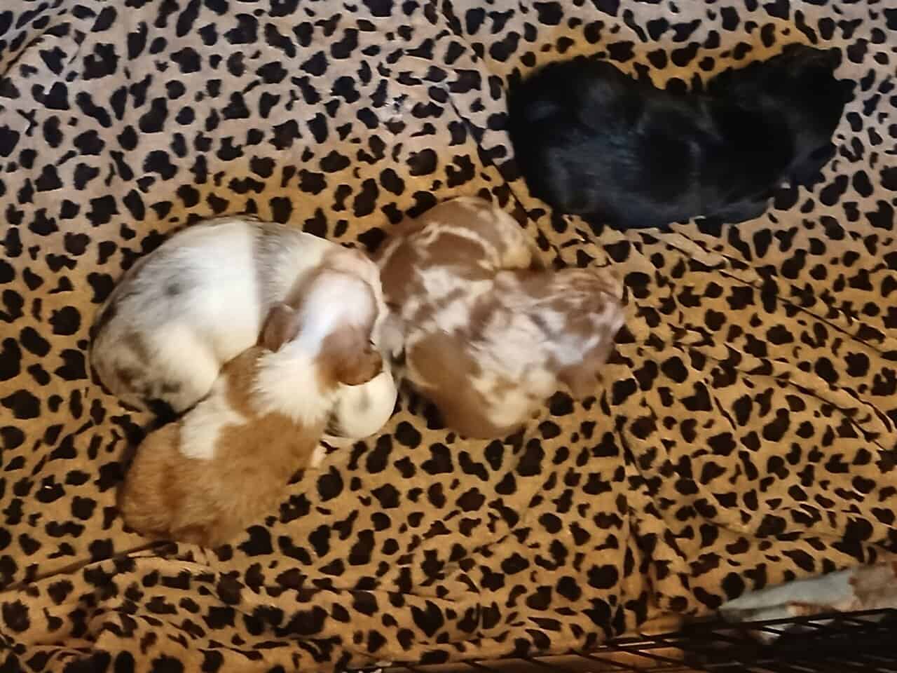 Dachshund puppies image 12