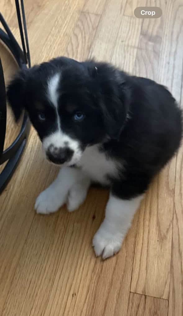Australian Shepherd image 1
