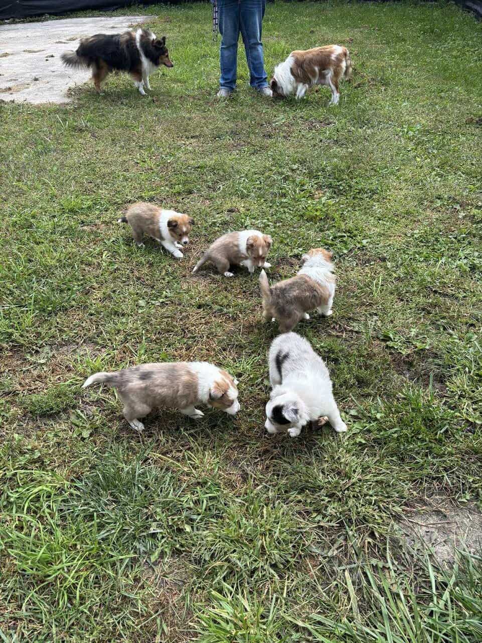 Shelties puppies image 5