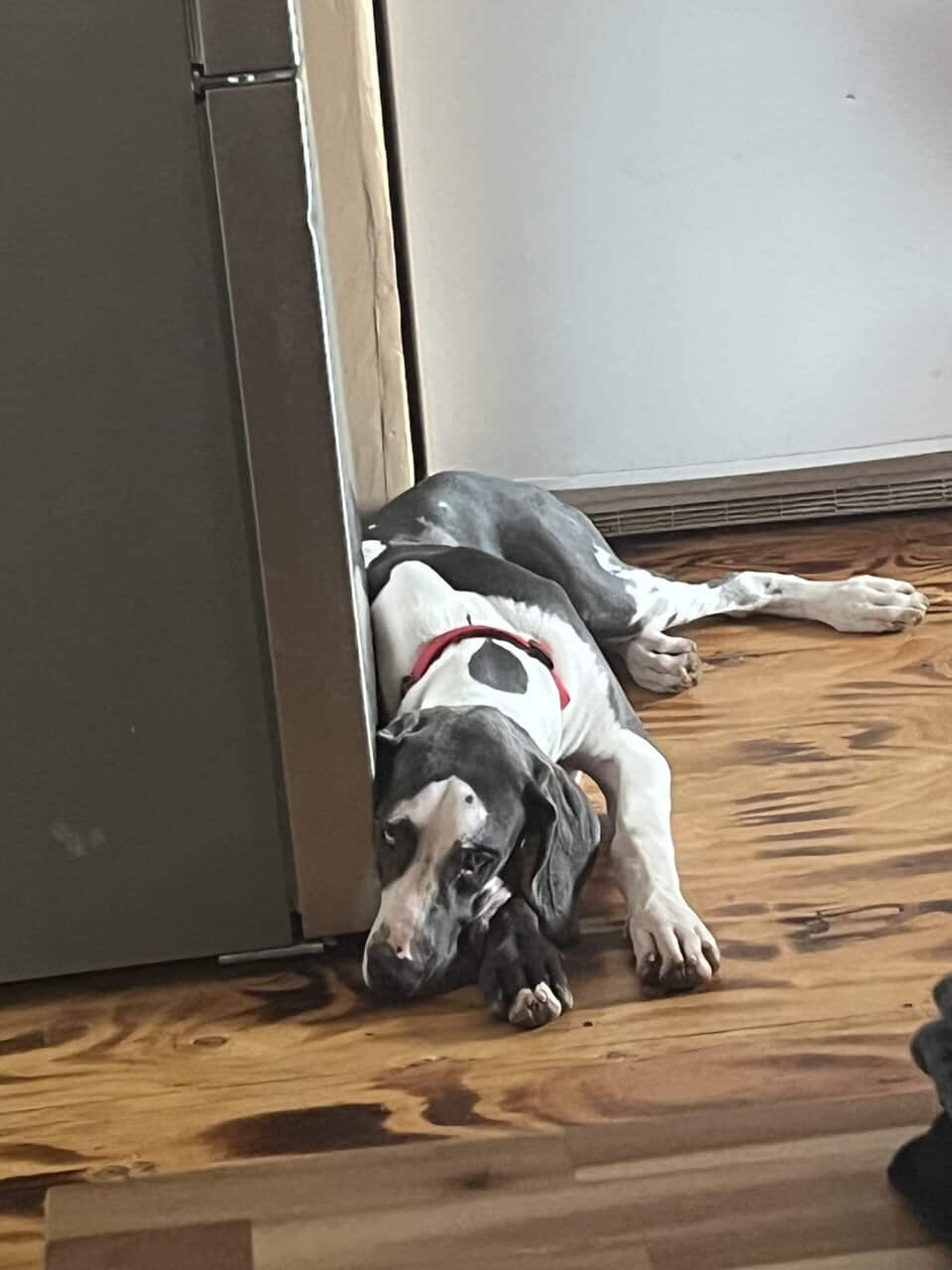 Atticus (rehoming) image 2