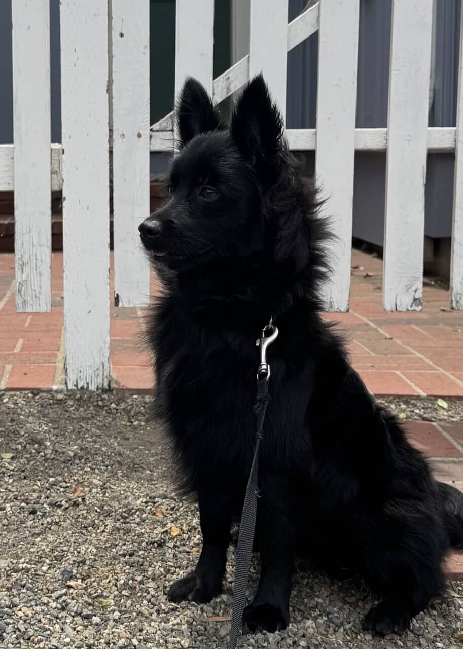 Black Pomeranian Puppy image 4