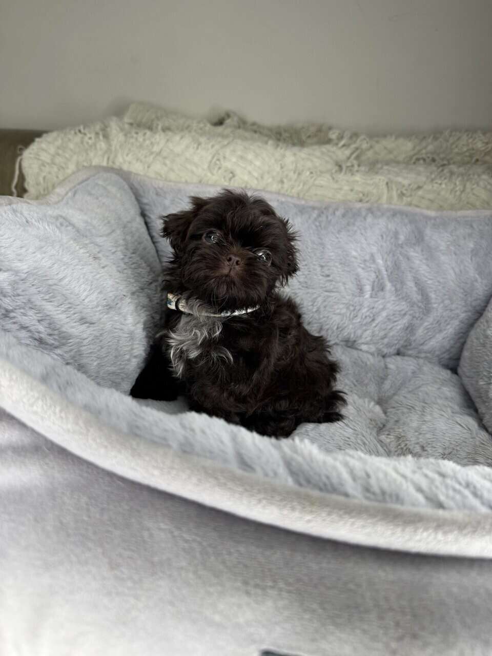 Shih Tzu Boy Puppy (Helmsley) image 1