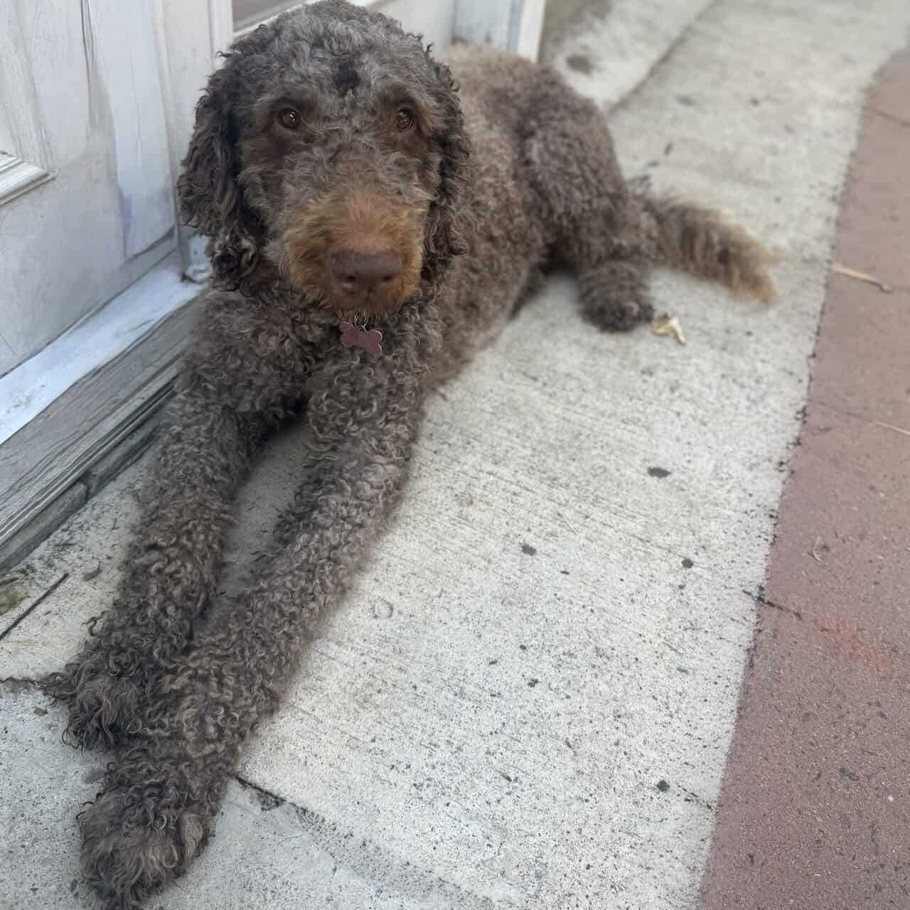 Beautiful Standard poodle/terrior puppies image 5