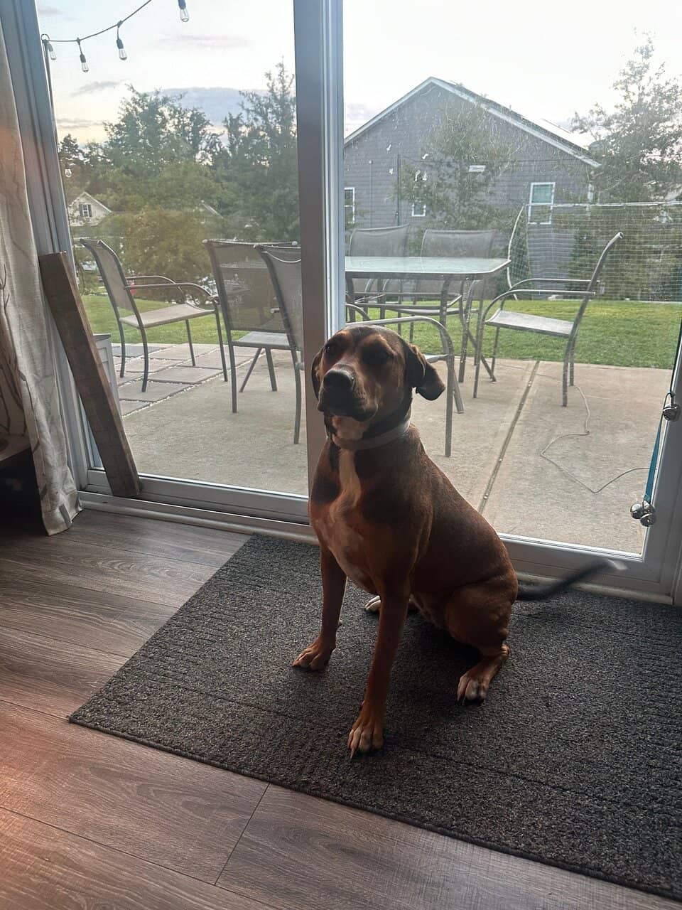 Looking for a good home for 1 year old dog image 4