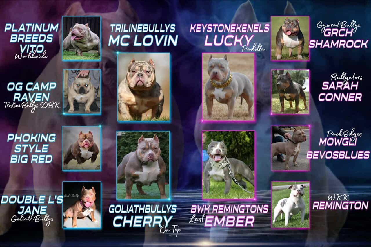 Pocket America bully puppy image 10