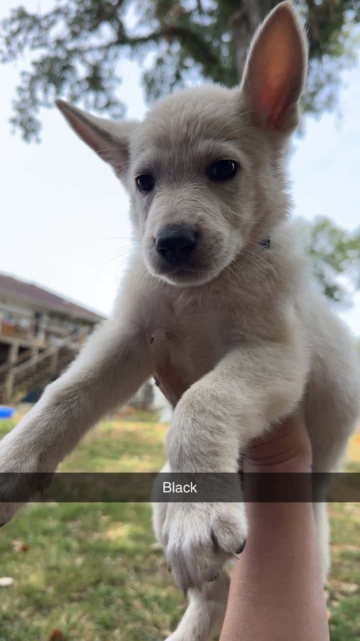 AKC German Shepherd Puppies image 3