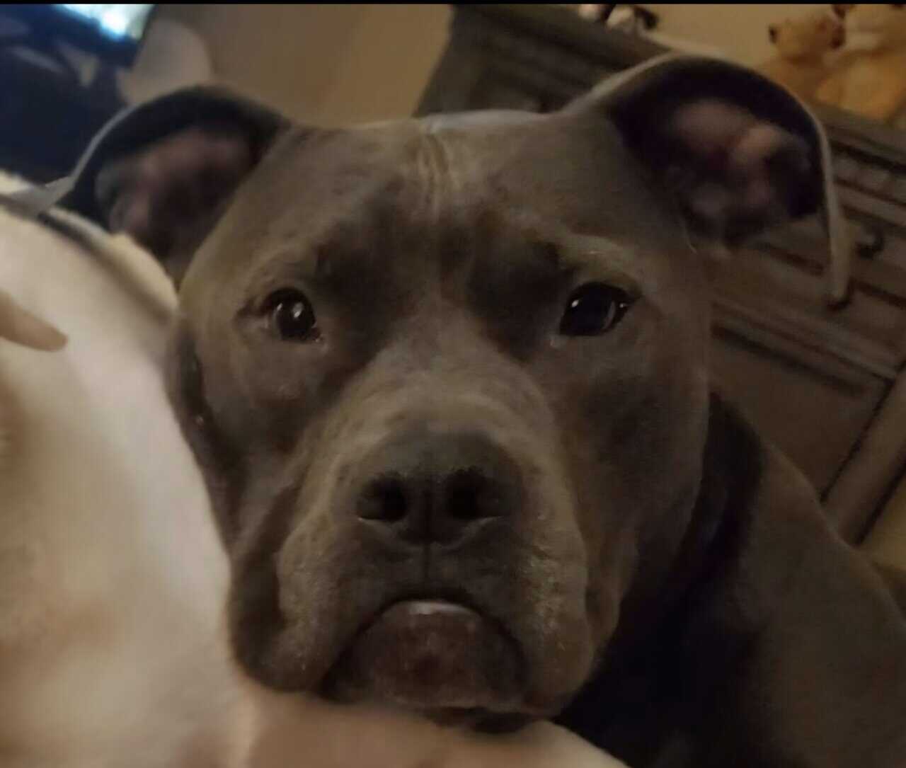 Meet Cash, Your New Best Friend 🐾 image 1